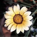 backyard flower1 june 2004
