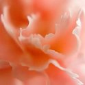 flower macro 001
